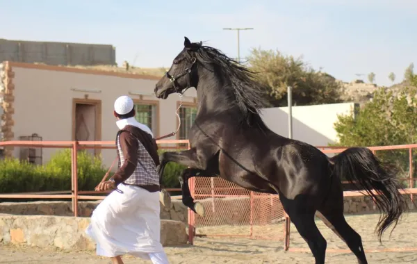 "فرسان طيبة" يجوبون شوارع المدينة في "مسيرة وطنية"