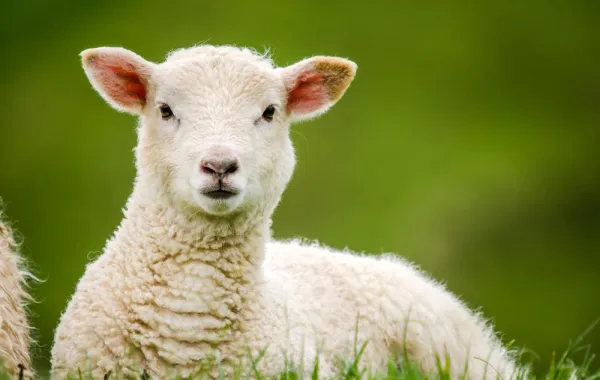 اصنعي خروف العيد من الكرتون والقطن الطبي