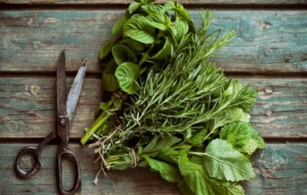 علاج البواسير بنبتة نادرة خلال أسبوع فقط