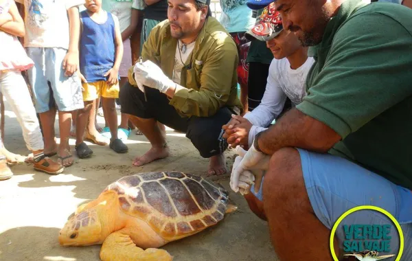 الفيلم الوثائقي الفنزيلي "أخضر برّي".. صرخة للحياة