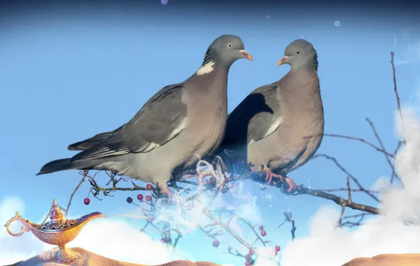 إلى ماذا يشير الحلم بزوج يمام؟