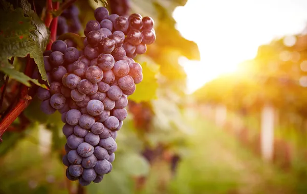 العنب فاكهة خارقة في محاربة الشيخوخة