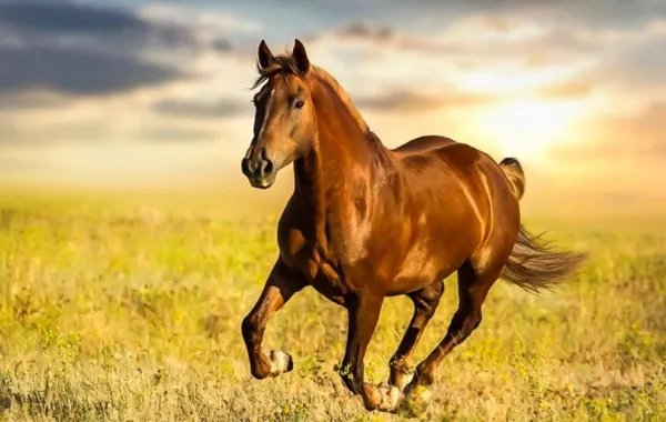 بالفيديو.. سيدة «غريبة الأطوار» تحجز غرفة فندقية برفقة حصانها!