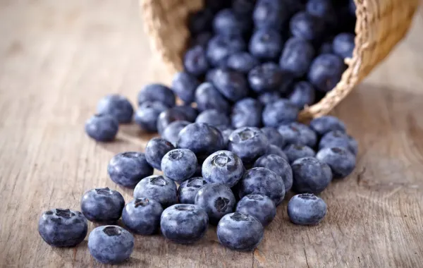 لن تصدقي فوائد التوت البري "بلو بيري" على الدماغ