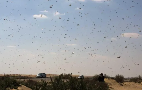 «كارثة بيئية» حقيقية في الطريق.. بسبب الحشرات