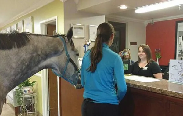 بالفيديو..سيدة تحجز غرفة بأحد الفنادق الفارهة مع حصانها!