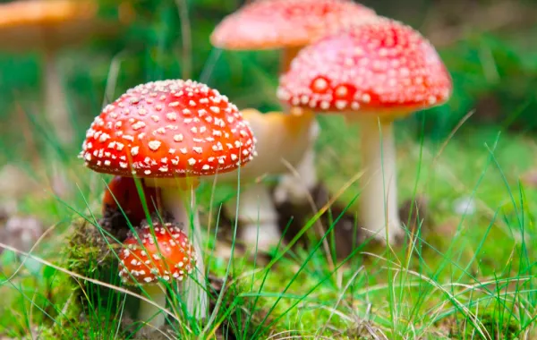 الفطر لـ علاج الاكتئاب في جديد الدراسات!