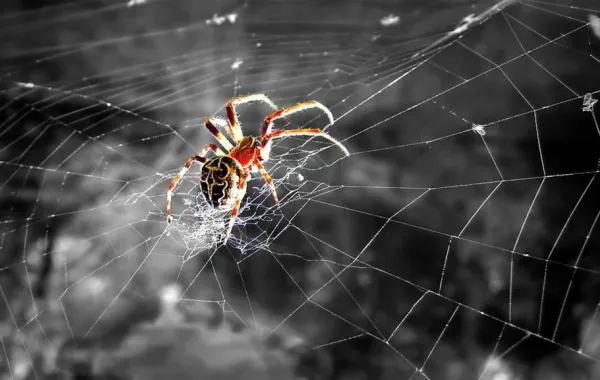 خيوط العنكبوت لصناعة ميكروفونات الهواتف المحمولة