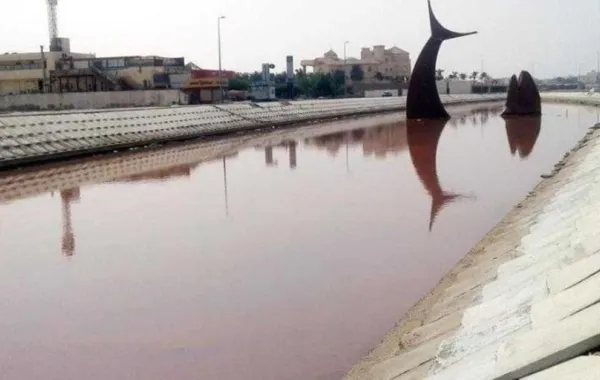 البيئة تؤكد إصابة بحيرة مجسم "سمكة جدة" في أبحر بطحالب سامة