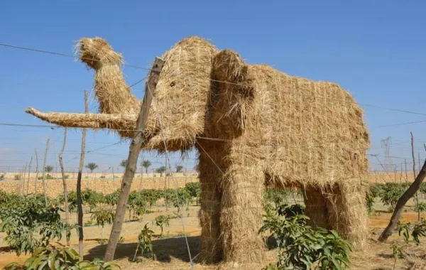 مهرجان قش الأرز لأول مرة فى مصر