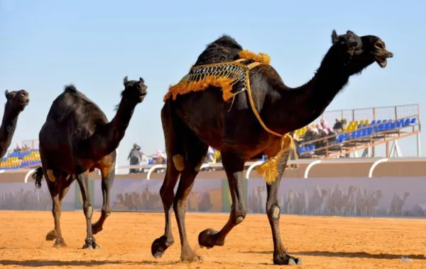 أول سعودية تصمِّم "أزياء الإبل"