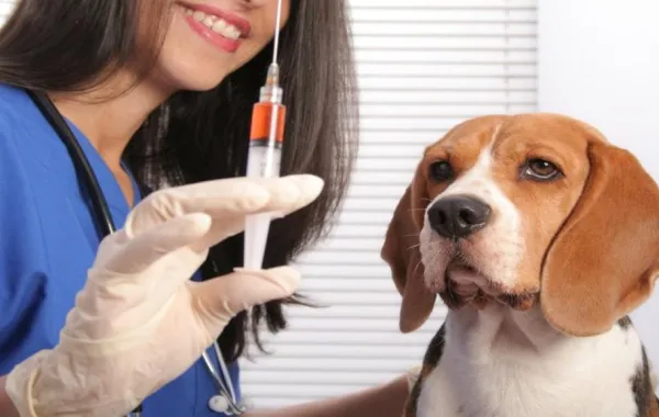 إعادة استنساخ أول كلب مستنسخ في العالم