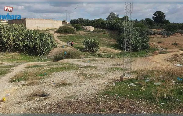 خنزير يقتل طفلة عمرها خمسة أعوام.. كيف حصلت الحادثة؟