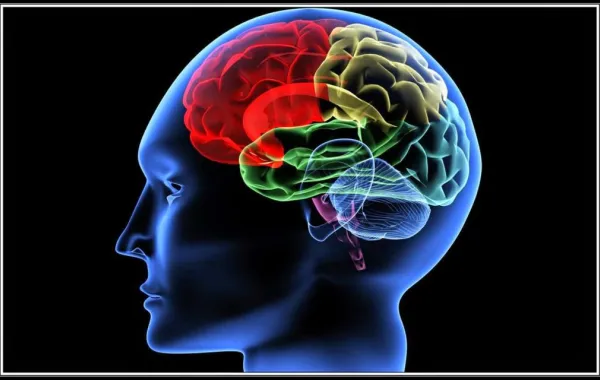 مادة كيميائية جعلت من الإنسان أذكى الكائنات الحية