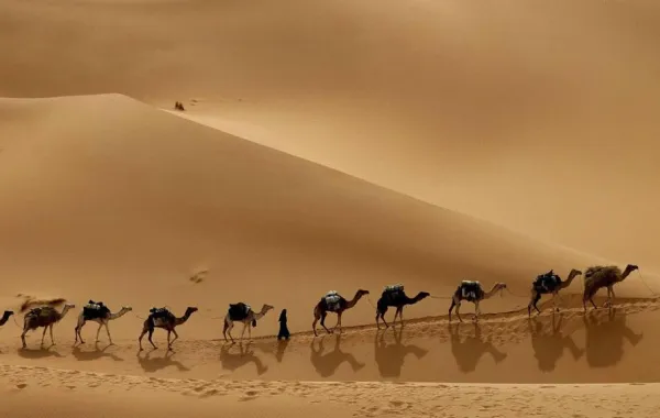 دماء الإبل مستودع عقاقير