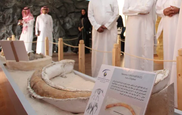 عرض بقايا فيلة وتماسيح في الرياض