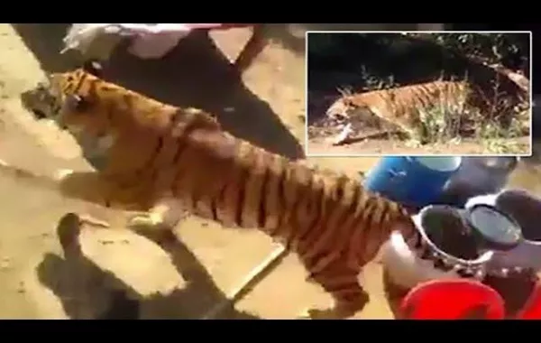 نمر يقتحم حفل زفاف.. ماذا حدث؟