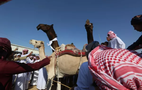فعاليات مهرجان الظفرة في دورته الـ11