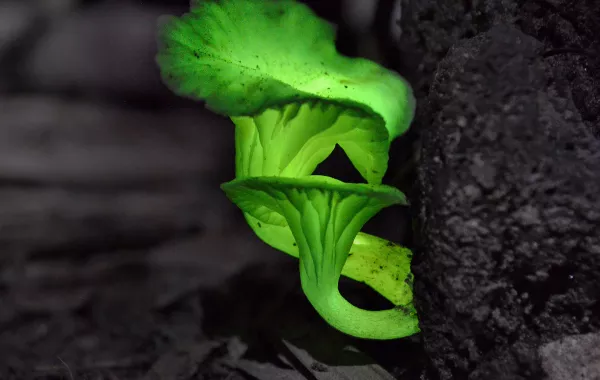 فيديو.. كيف ستستخدم الأشجار لإضاءة الشوارع