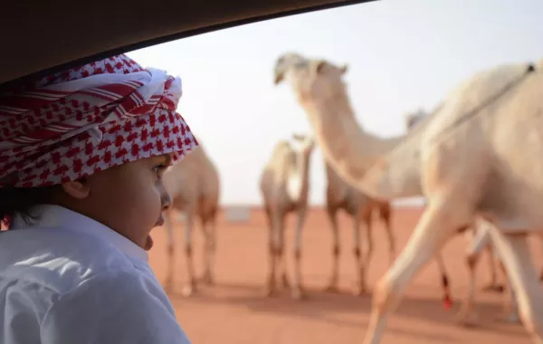 الشـروط العامة وشروط الفحص والترقيم في مهرجان جائزة الملك عبدالعزيز للإبل