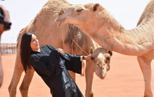مهرجان الملك عبدالعزيز للإبل يسيّر رحلات يومية إلى مقر المهرجان