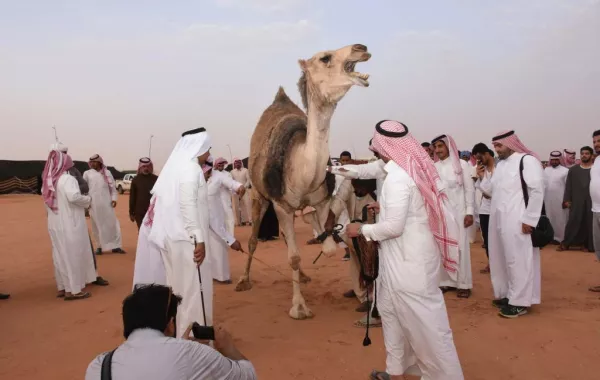 تعرفوا على معاني مسميات أصوات الإبل