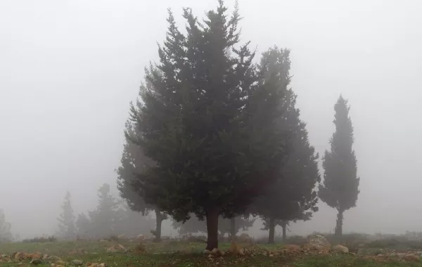 13 حادثاً مرورياً حصيلة الضباب الذي غطى سماء الشرقية