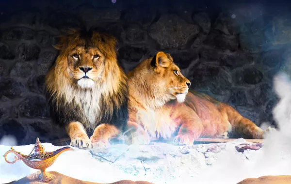 ما تفسير الحلم بأسد ولبؤة؟