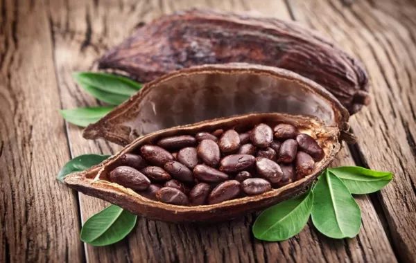 ما مصير الشوكولاتة في العالم؟