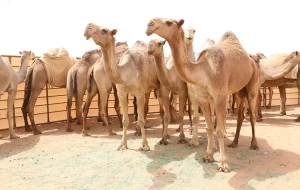 منافسات "ملكة جمال" في مهرجان الملك عبدالعزيز للابل