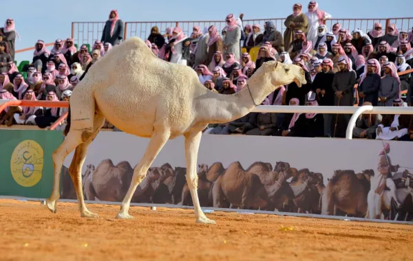 21 بلاغاً مرضياً في مهرجان الملك عبدالعزيز الإبل