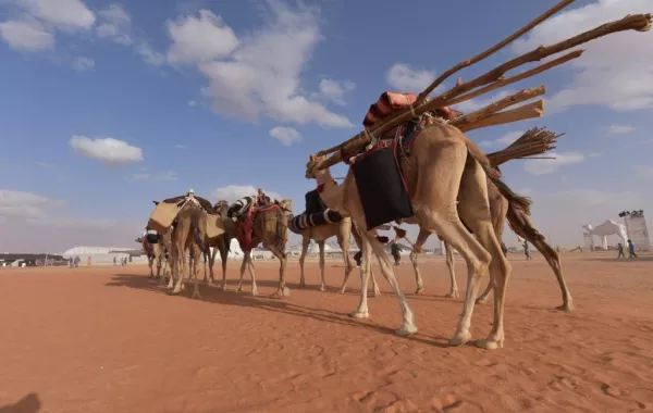 الخبير الدوسري: هذه فئات الإبل المشاركة في مهرجان الملك عبدالعزيز