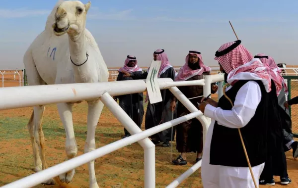 الإشادة بلجان منع "الغش" في مهرجان الملك عبدالعزيز