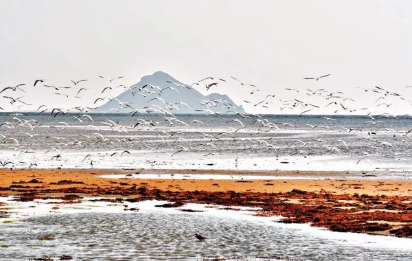 السياحة الداخلية في جزيرة "كدمبل" السعودية