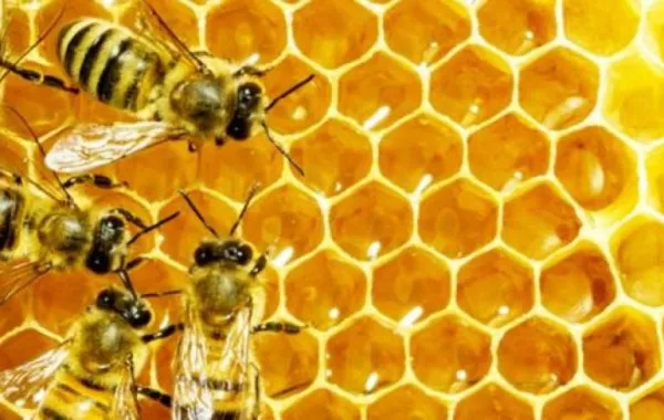 قتل نصف مليون نحلة يكلّف 60 ألف دولار