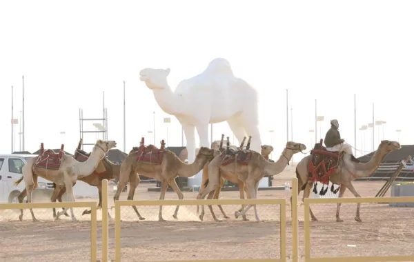 رشاقة الإبل تجذب زوار مهرجان الملك عبدالعزيز للإبل