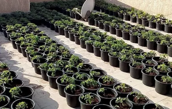مواطن سعودي يحول سطح منزله إلى مزرعة خضراوات