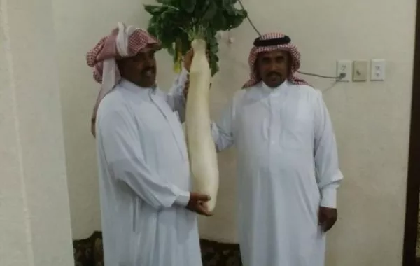 حبة فجل تزن 30 كيلوجراماً في مزرعة بالقطيف!