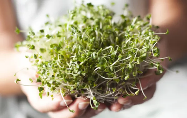 5 أسباب لإدخال براعم البذور في الـ"رجيم"