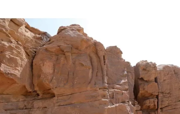 اهتمام واسع باكتشاف رسوم الجمال المنحوتة في الجوف