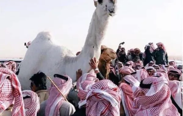 بالفيديو.. المغردون السعوديون ينعون الناقة خزامة