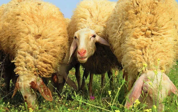 بالفيديو.. معلم يكشف سبب تدريس طلابه في سوق الغنم