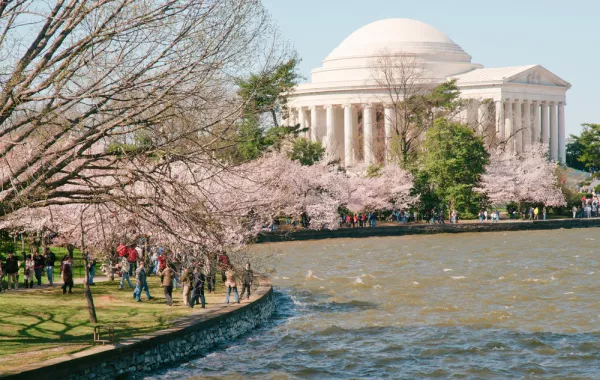 صور احتفالات أزهار الكرز في 6 وجهات أمريكية