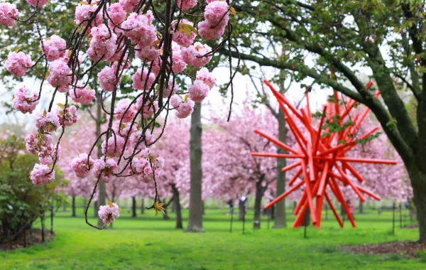 صور: حدائق بروكلين النباتية تستقبل الربيع على طريقتها