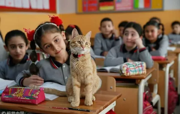 قـط يصبح  تلميذاً بالصف الإبتدائي بقرار حكومي في تركيا