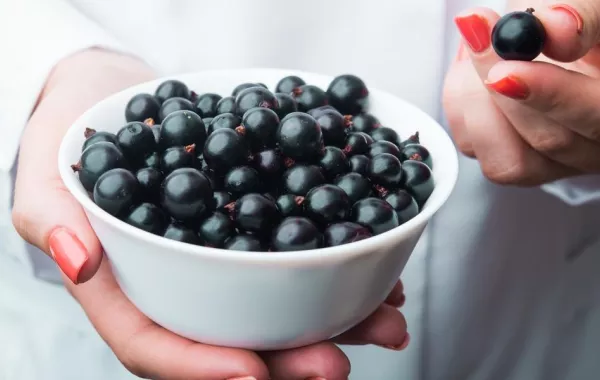 فوائد توت الآساي في الرجيم