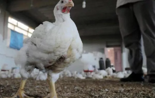 «البيئة»: لا إصابات جديدة بإنفلونزا الطيور H5N8 خلال الـ 24 ساعة الماضية