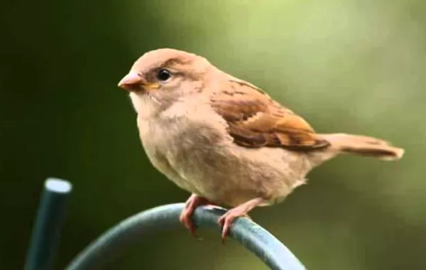 قريبًا.. «حليب العصفور» دواء ناجح!