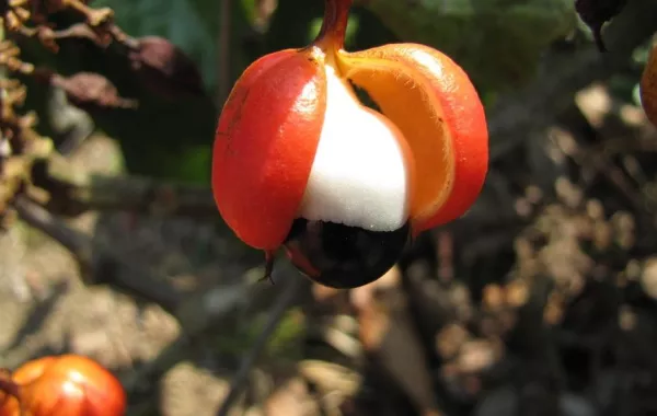 الغوارانا حليفة الرجيم المخسس