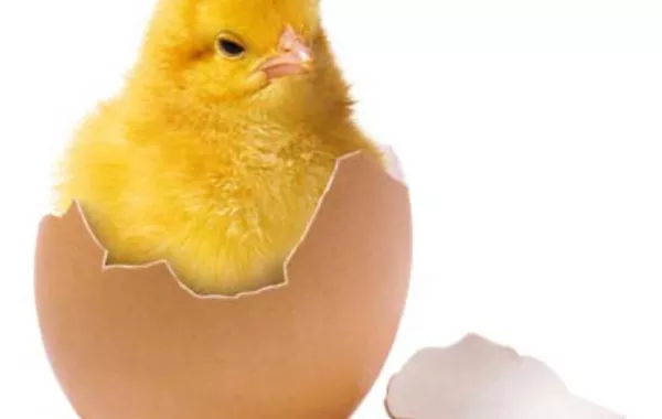 اكتشاف سر كسر قشرة البيضة
